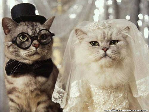 Wedding gatos