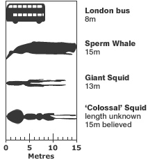 size of collosal and giant squid