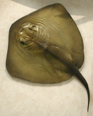  Atlantic морской скат, стингрей