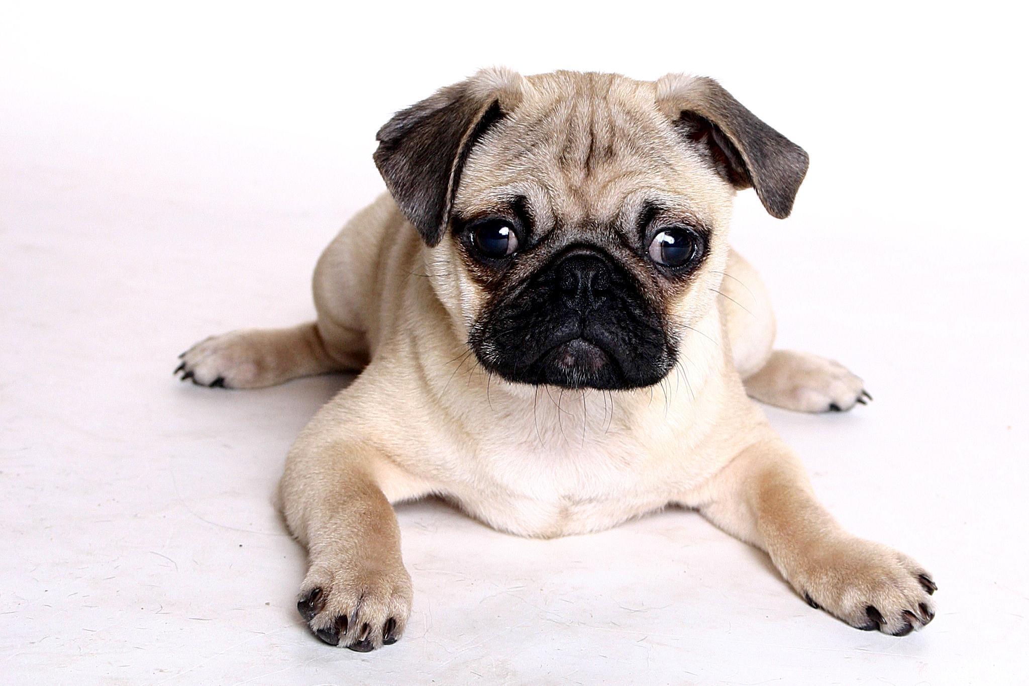 Pictures Of Pugs 56