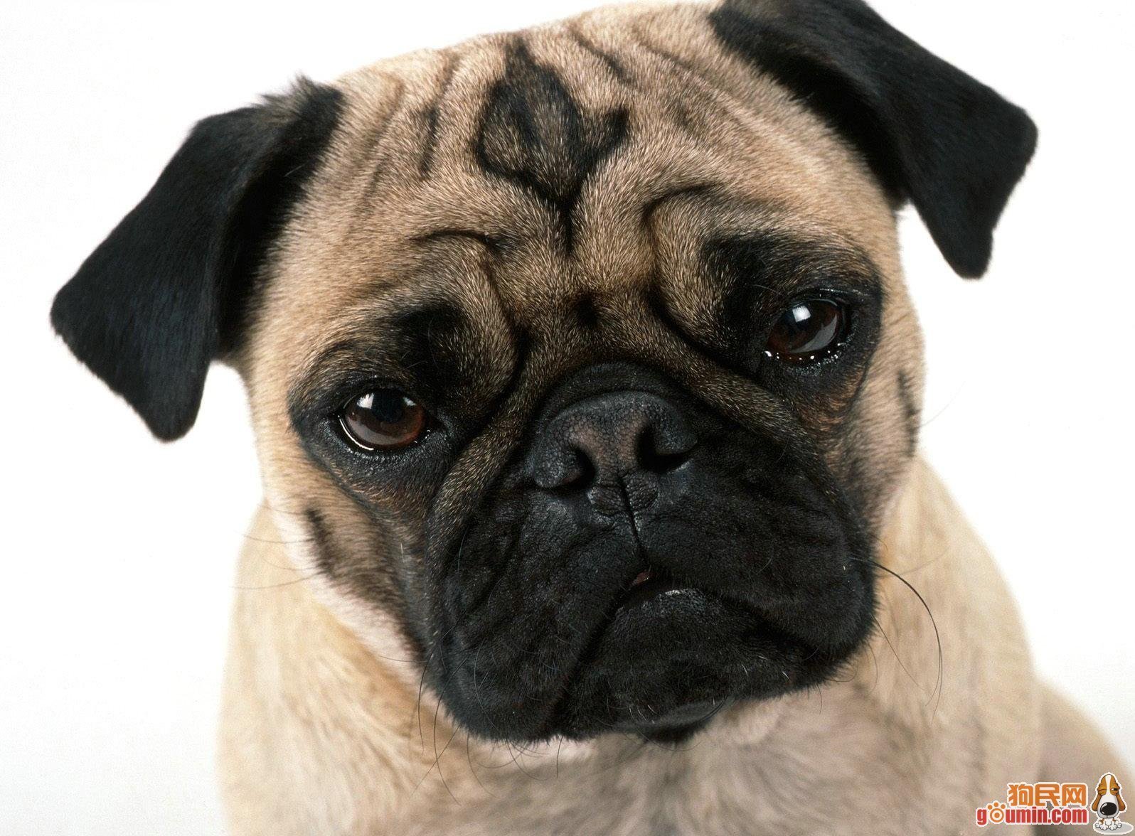 Pictures Of Pugs 59