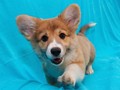 puppies - cute puppy wallpaper