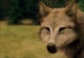 eclipse wolves -  leah - twilight-series fan art