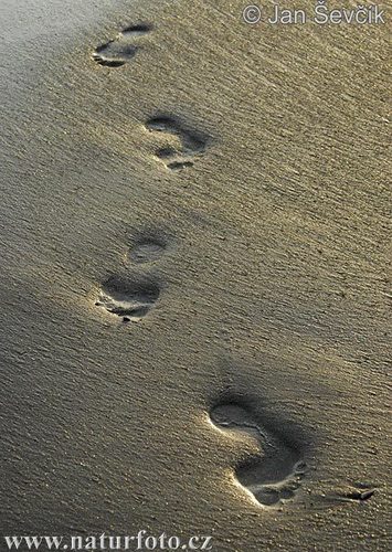  footprints