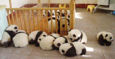  Baby Panda's!