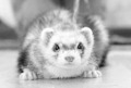 Black And White Cute Ferret - ferrets photo