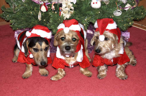  Christmas chiens