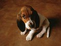 puppies - Cute Basset puppy wallpaper