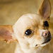 Cute Chihuahua - chihuahuas icon