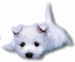 Cute Dog - dogs icon