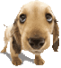 Cute Dogs - dogs icon