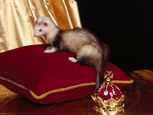 Cute Ferret On A Throne :)