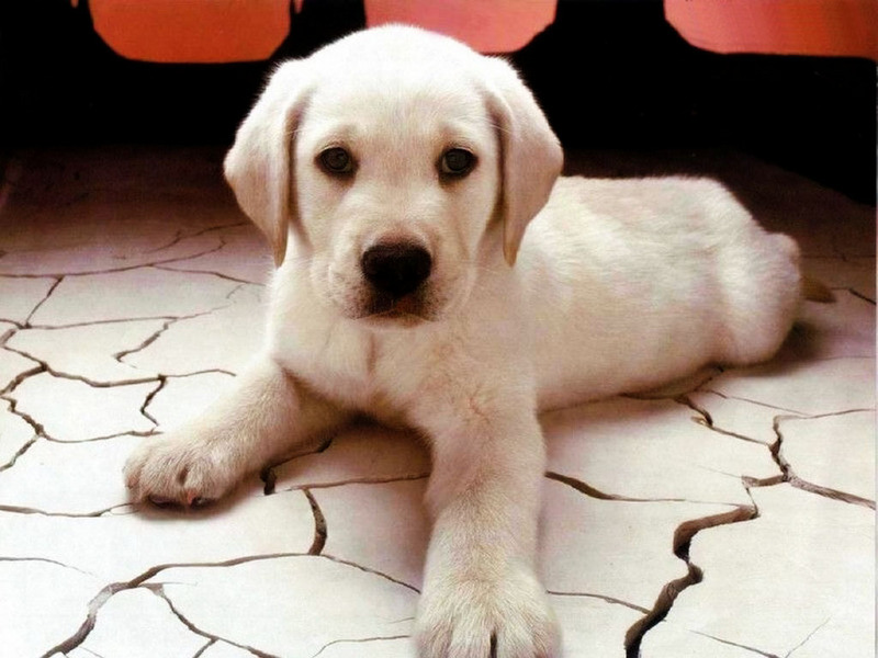 wallpaper cute puppy. Cute Puppy - Puppies Wallpaper