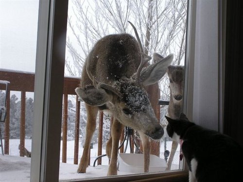  Deer & Cat
