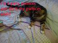 Dis is my pwity pwinces wand! - animal-humor photo