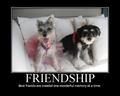 Friendship - dogs photo