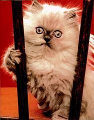  Kitty in jail!