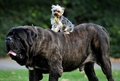 Little and Large !! - dogs photo