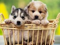 puppies - Puppies wallpaper