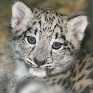  щенок Of Snow Leopard