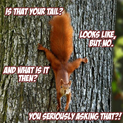  Squirrel's pe....tail.