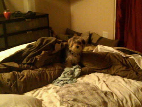  Stella in giường