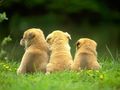 puppies - Three Little Puppies wallpaper