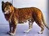  leopard hybred lion