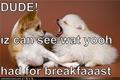 lol...dogs - dogs photo