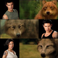 the best wolves . - twilight-series fan art
