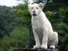  white lion