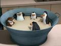 penguins-of-madagascar - Bath time, guys!:D screencap