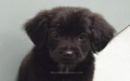 puppies - Black Lab puppy wallpaper