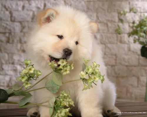  Chow Chow anjing, anak anjing kertas dinding