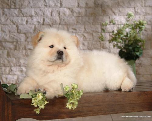  Chow Chow puppy achtergrond