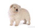 puppies - Chow Chow Puppy Wallpaper wallpaper