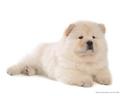 puppies - Chow Chow Puppy Wallpaper wallpaper