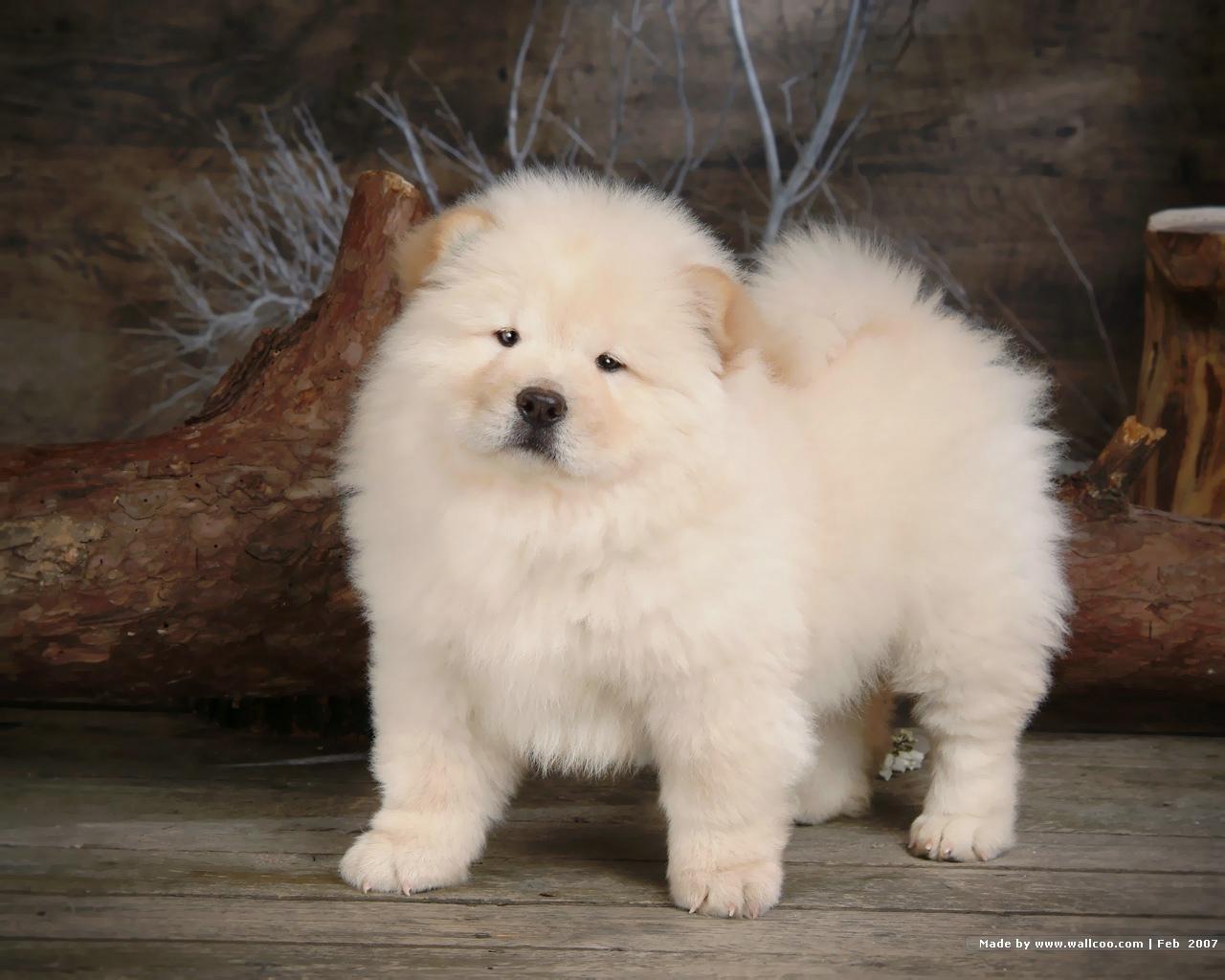 29+ Excellent Chow Chow Cute Puppy Easy Download