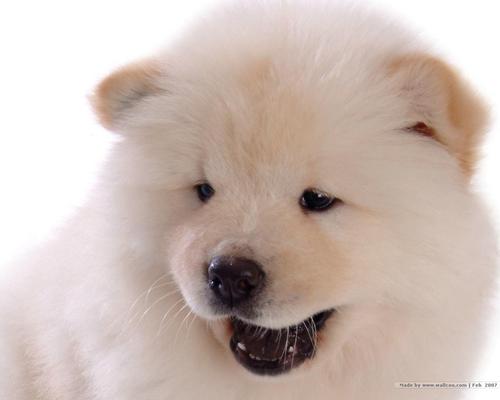 Chow Chow achtergrond