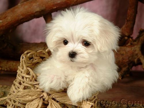  Cuddly Fluffy Maltese कुत्ते का बच्चा, पिल्ला