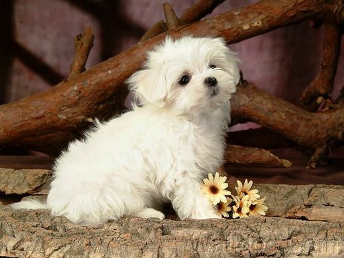  Cuddly Fluffy Maltese perrito, cachorro