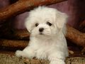 Cuddly Fluffy Maltese Puppy - puppies photo