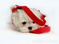 Cuddly Fluffy Maltese Puppy - puppies photo