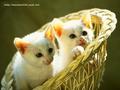 kittens - Cute Kitten Wallpaper wallpaper