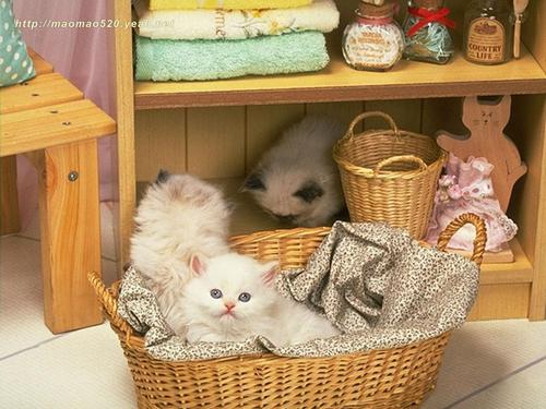  Cute Kitten پیپر وال
