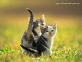 kittens - Cute Kitten Wallpaper wallpaper