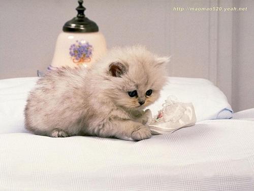  Cute Kitten kertas dinding