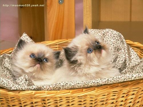  Cute Kitten Обои