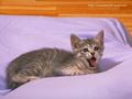Cute Kitten Wallpaper - kittens wallpaper