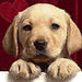 Cute Puppy - cute-puppies icon